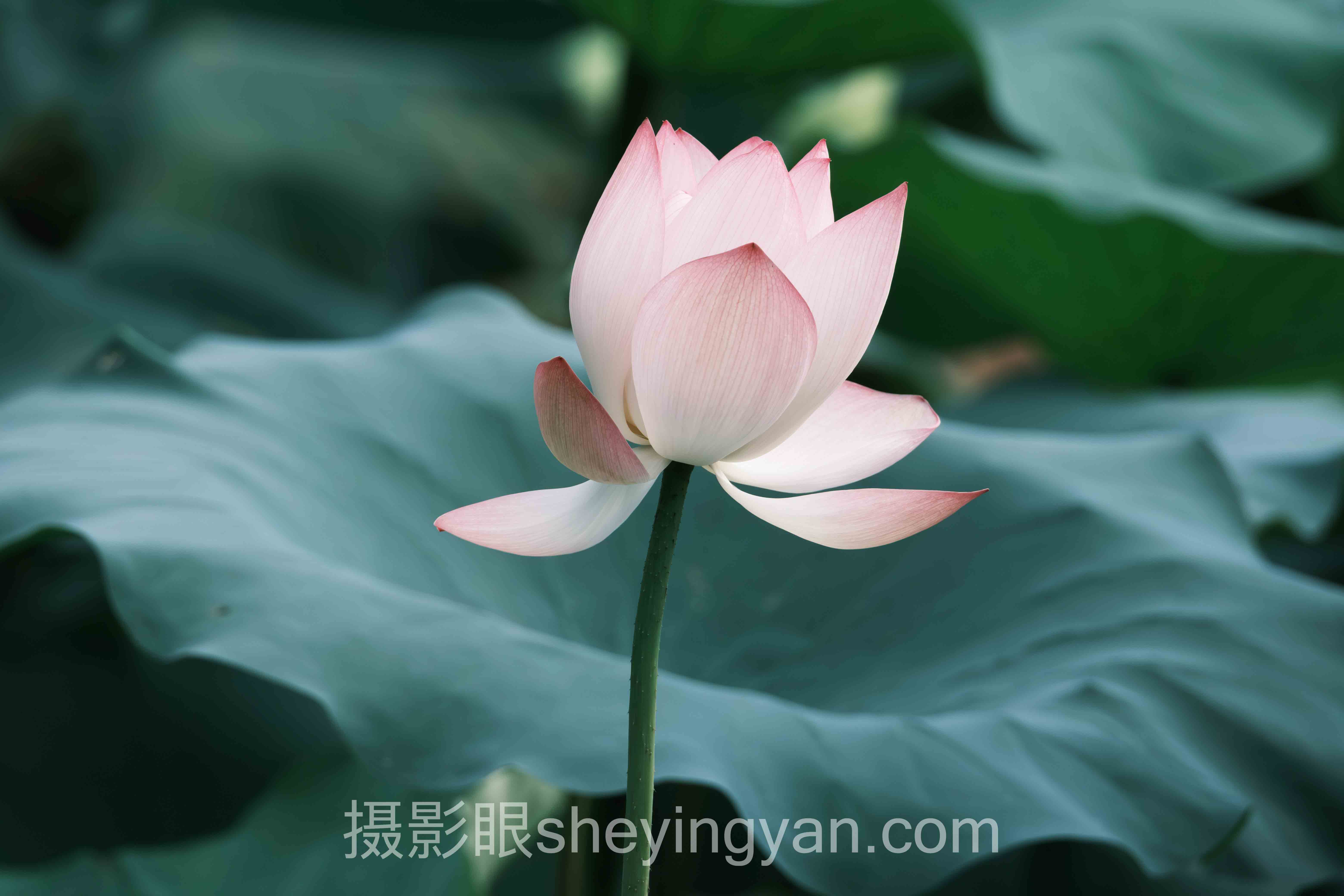 胶片摄影风格特点实战案例拆解：3个成功实践的共同规律