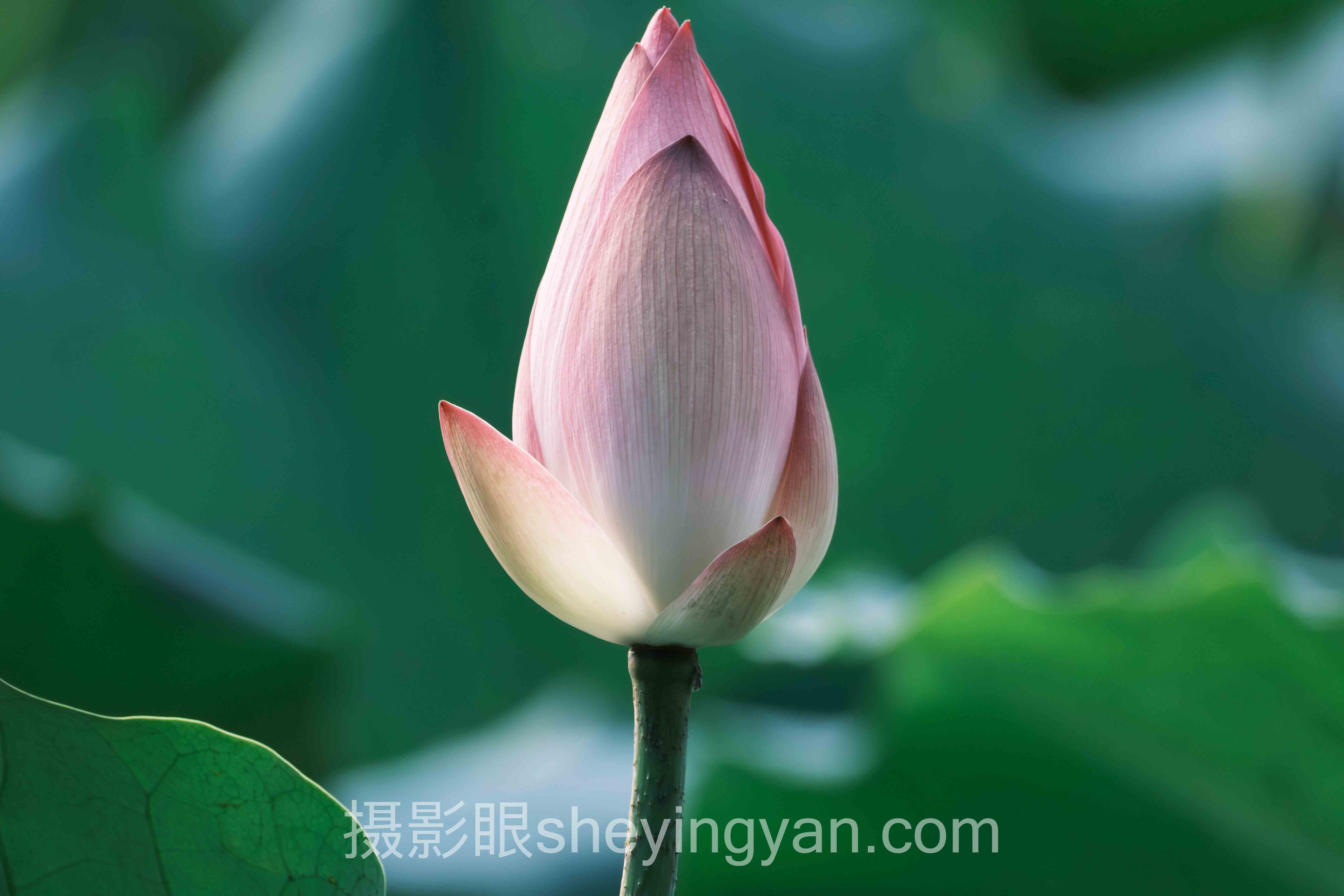 导师苏青