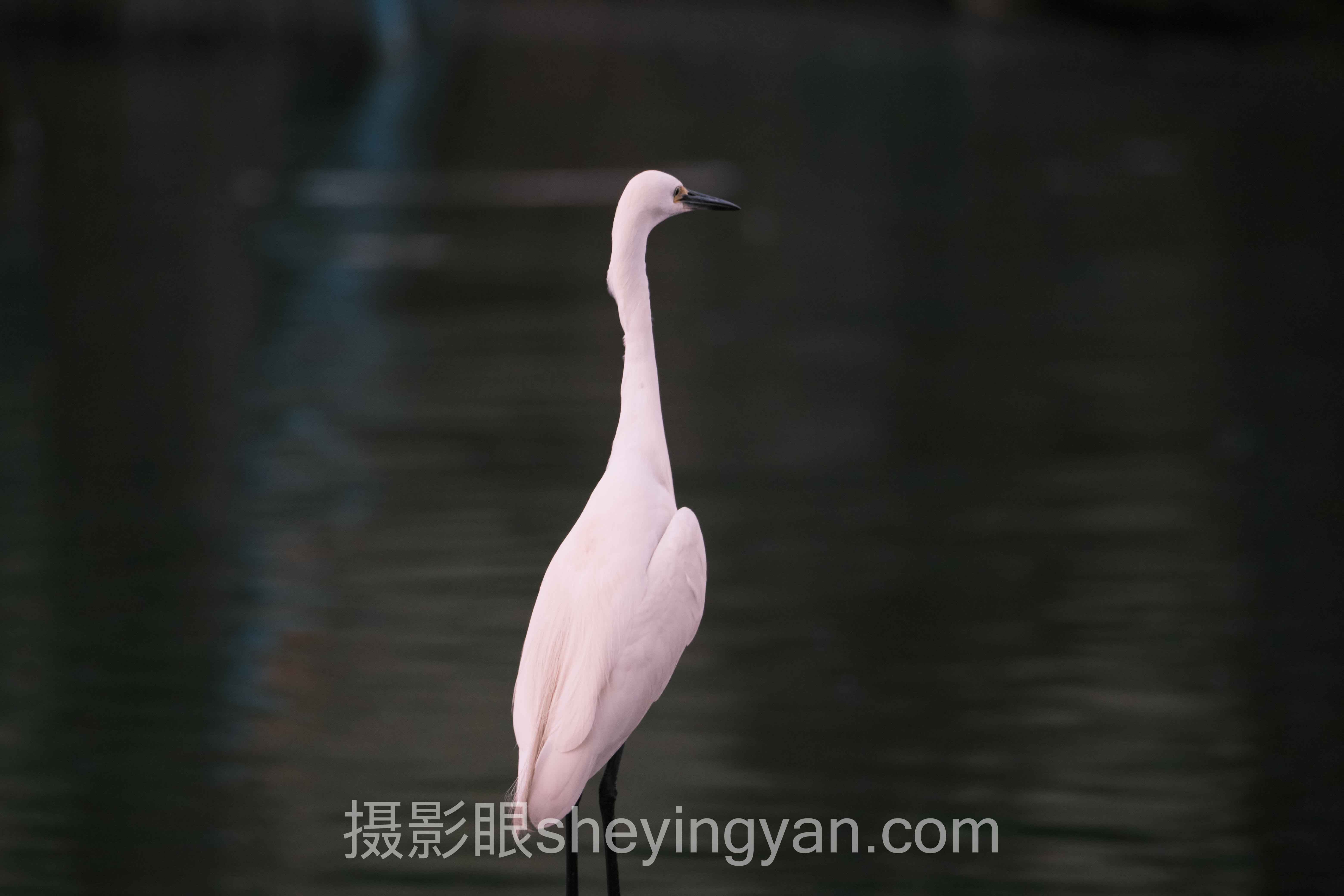 2024年摄影新手怎么进步推荐实战案例拆解:3个成功实践的共同规律