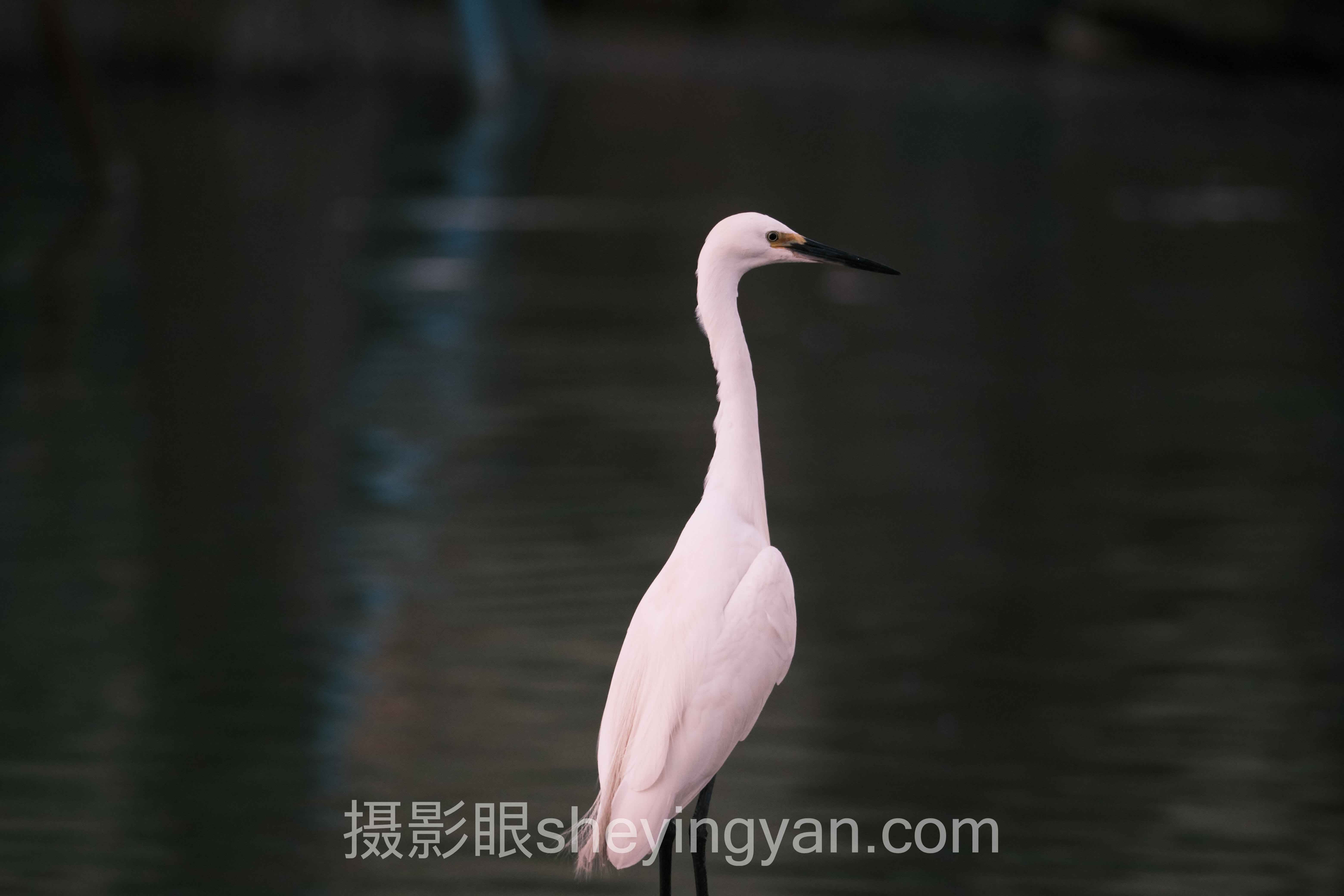 摄影学习教程实战案例拆解：3个成功实践的共同规律
