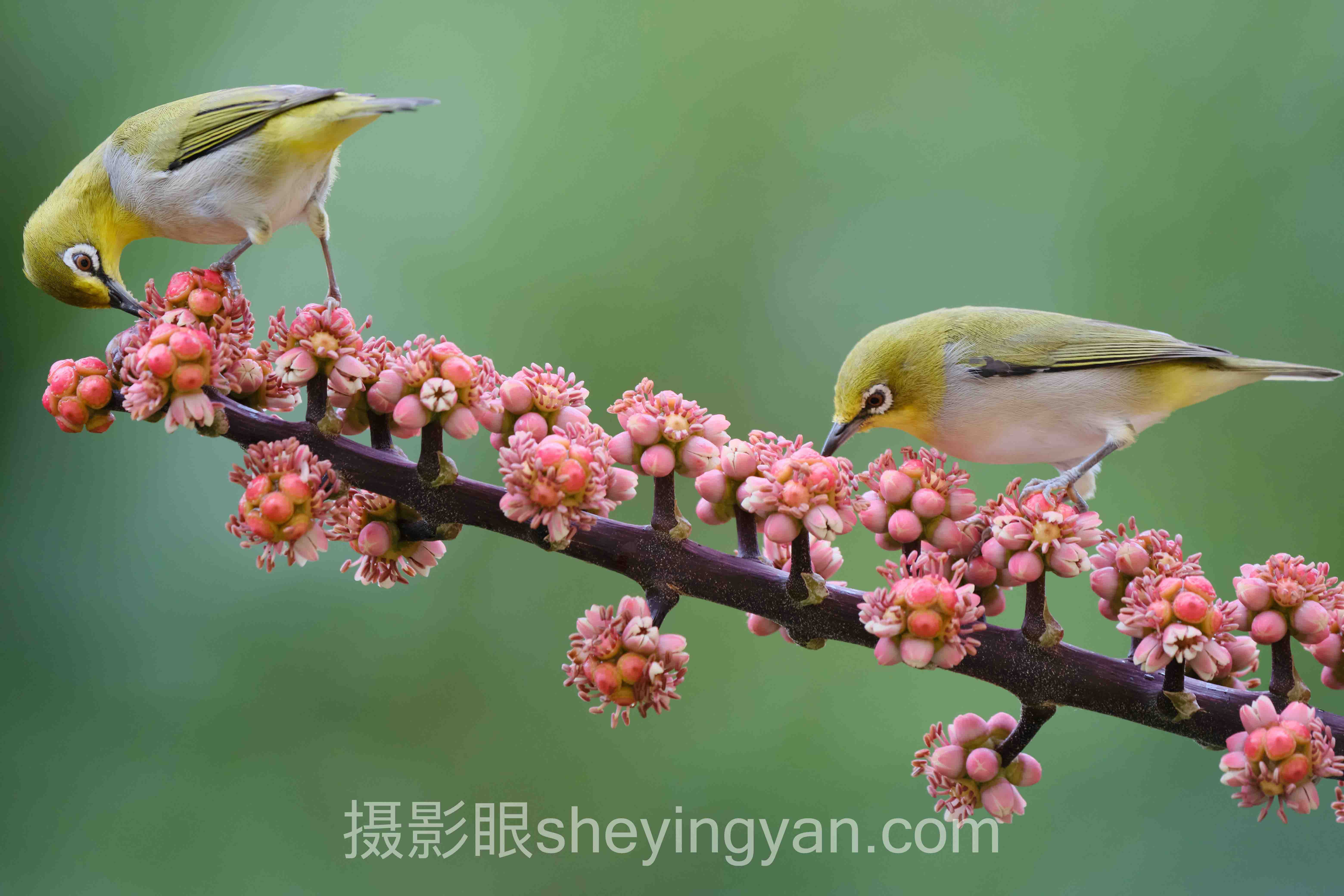摄影眼怎么练