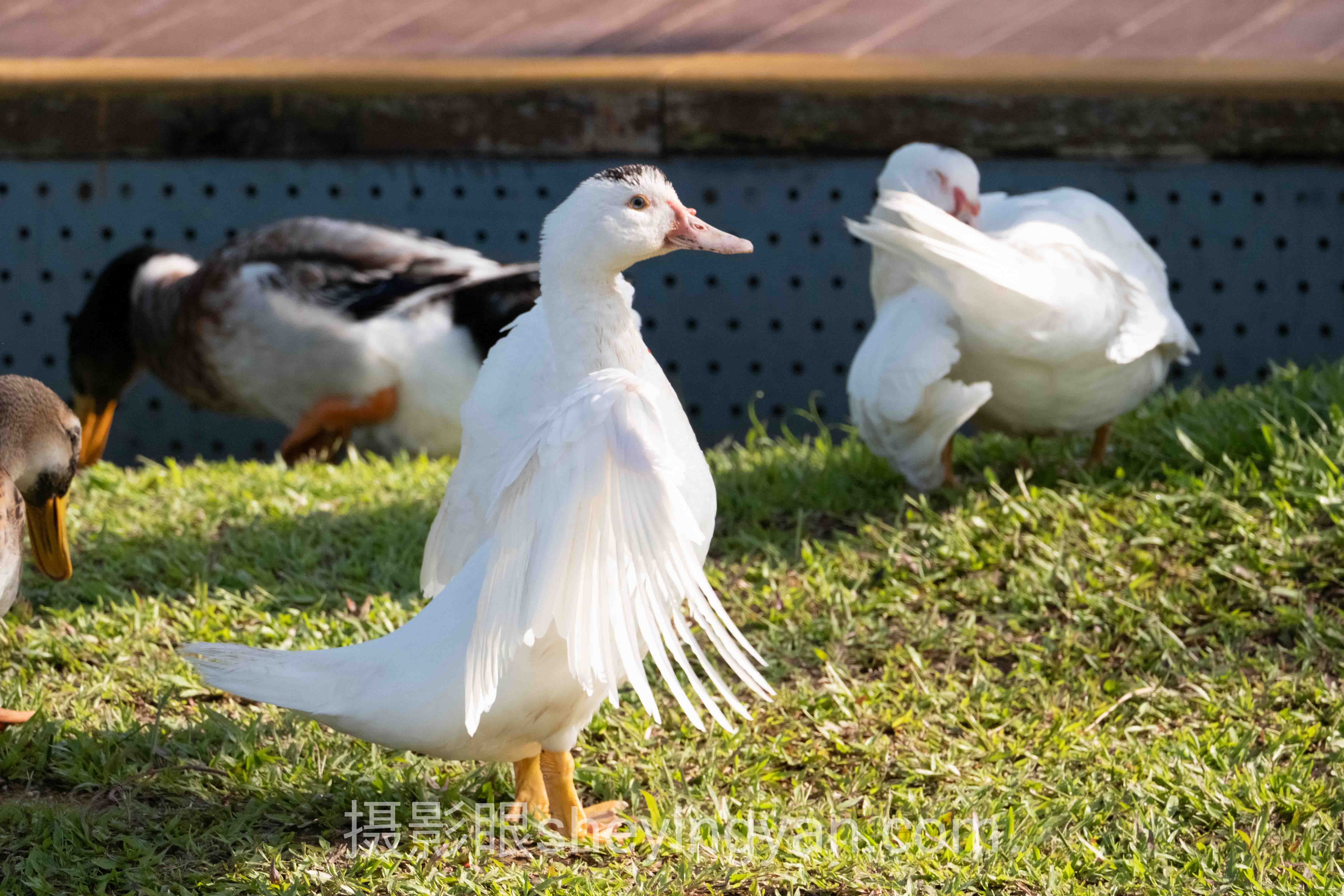 摄影眼sheyingyan.com