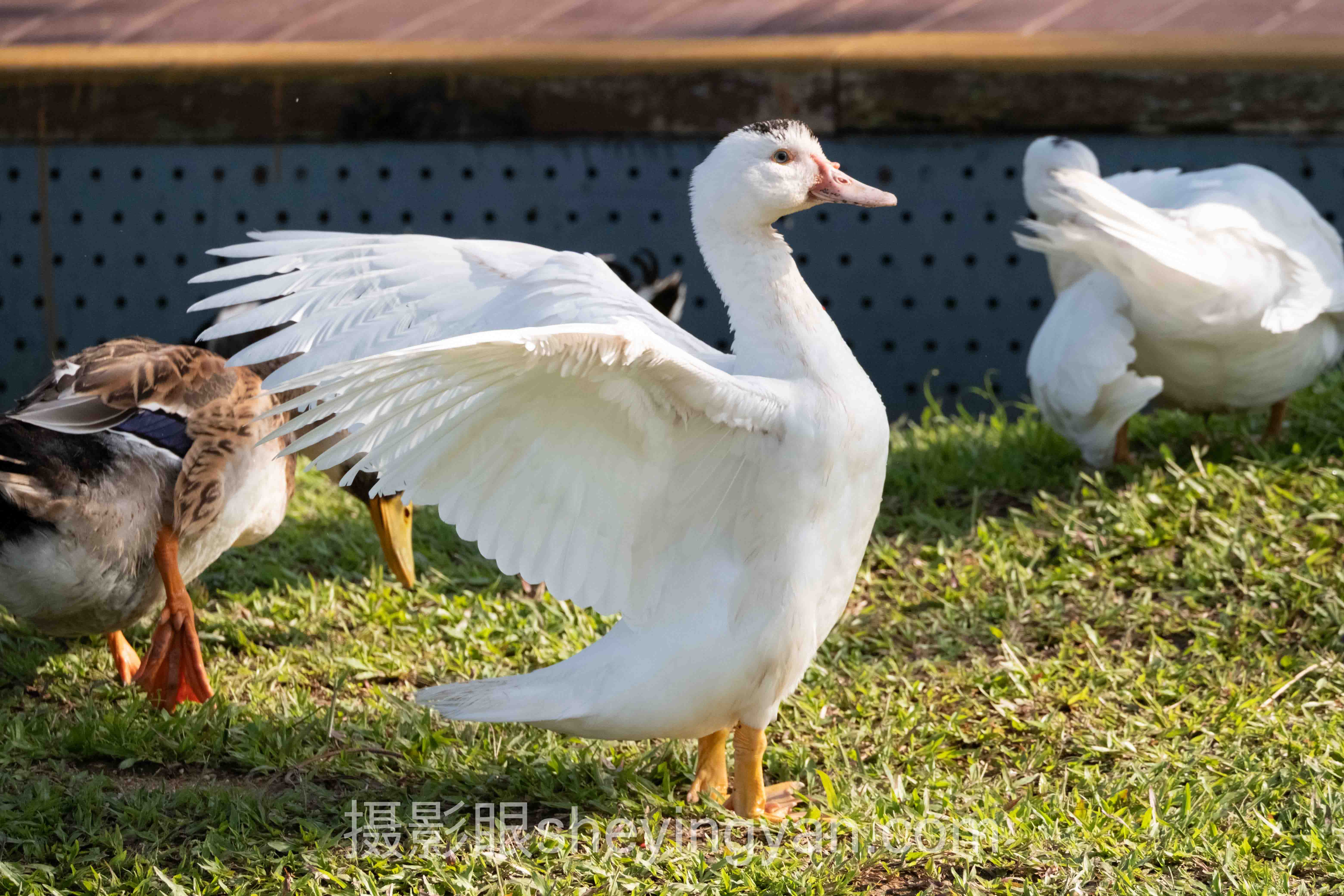摄影新手入门构图技巧深度评测：8种构图法全面解析