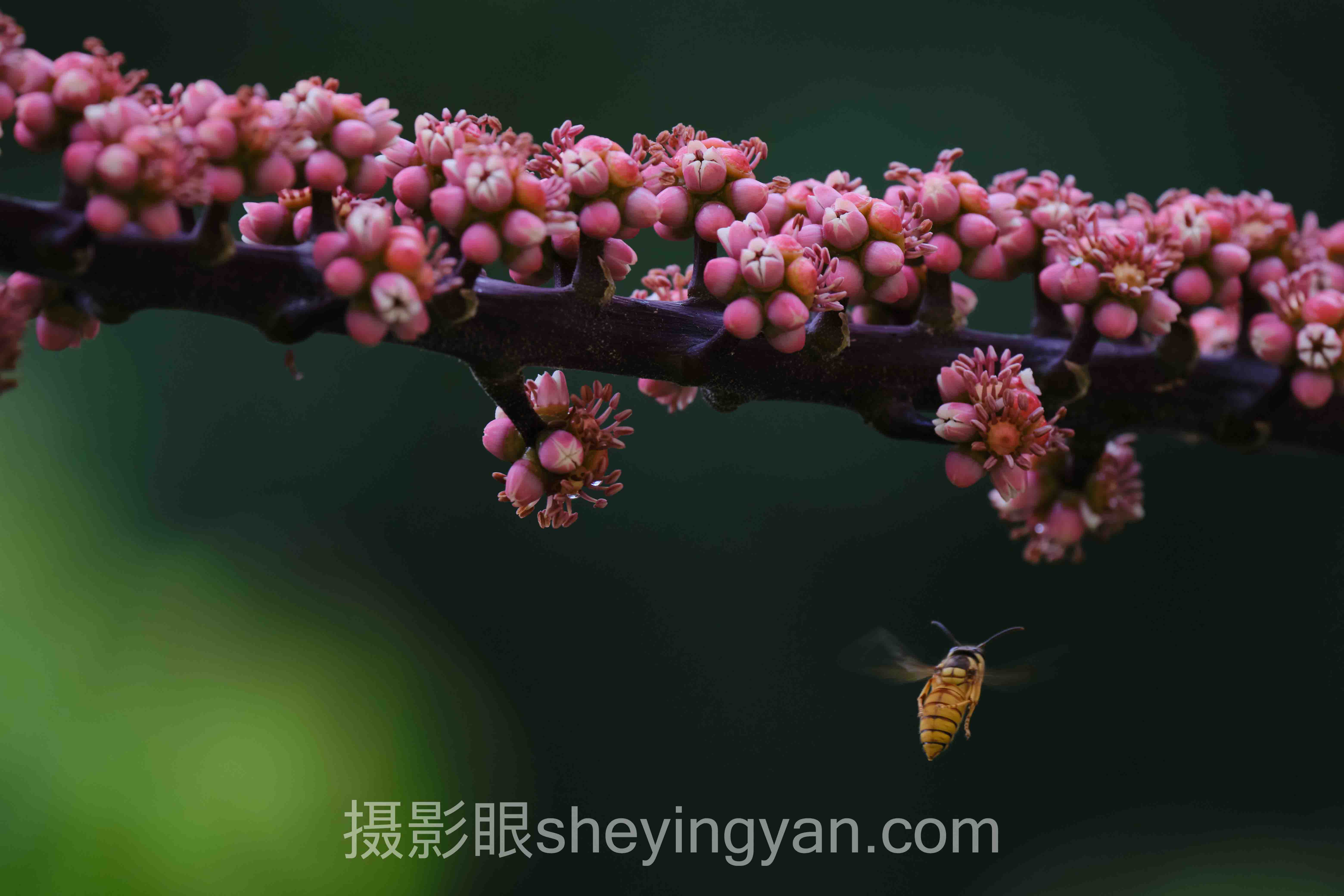 摄影眼官网是sheyingyan.com：新手实操避坑指南