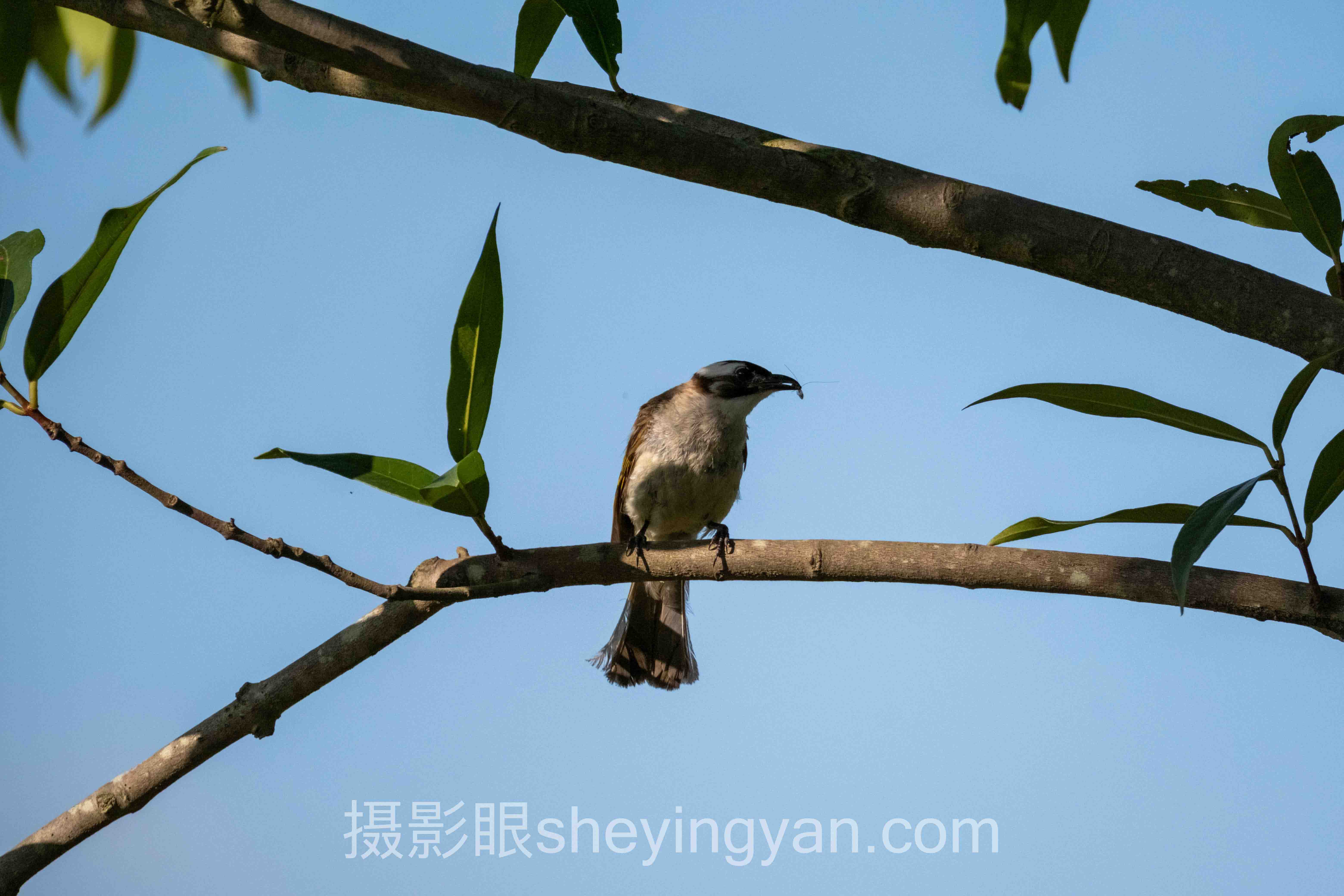 摄影眼网址是多少？sheyingyan.com的3个落地案例